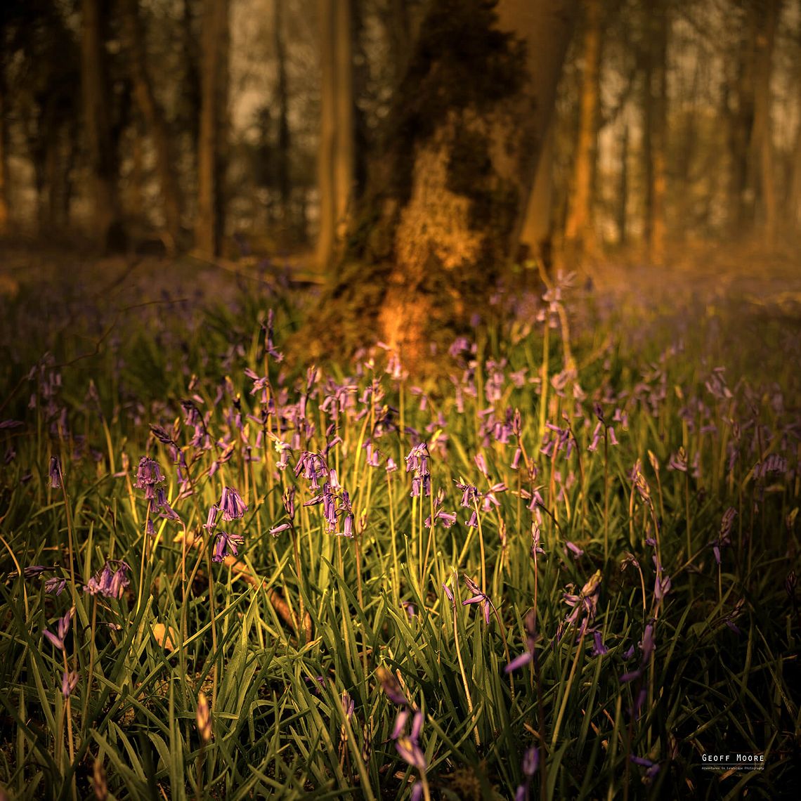 The Big Bluebell Hunt