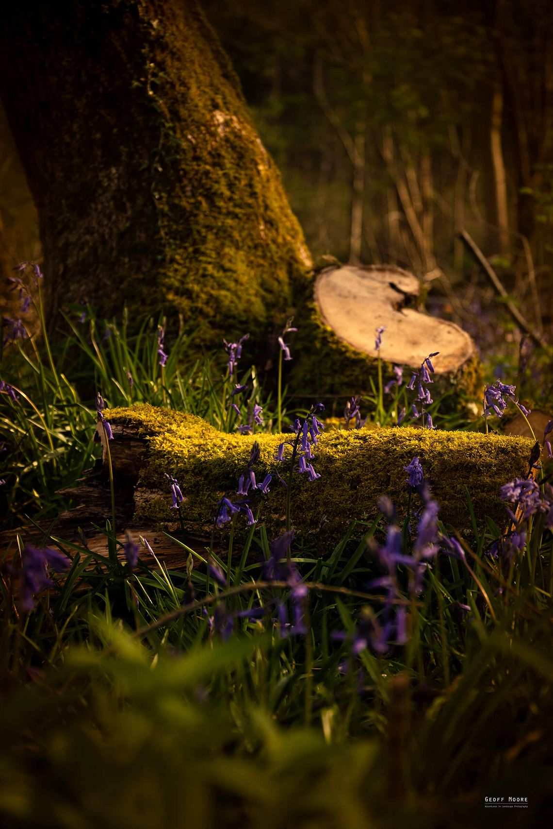 Fairies Corner