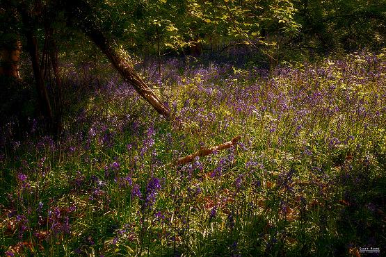 Woodland Floor Bluebell Blanket
