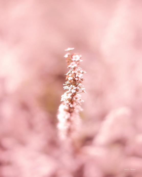 Blush
