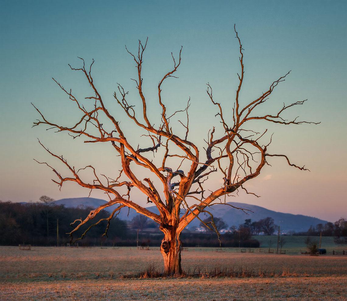 Fire Tree of Croome Court