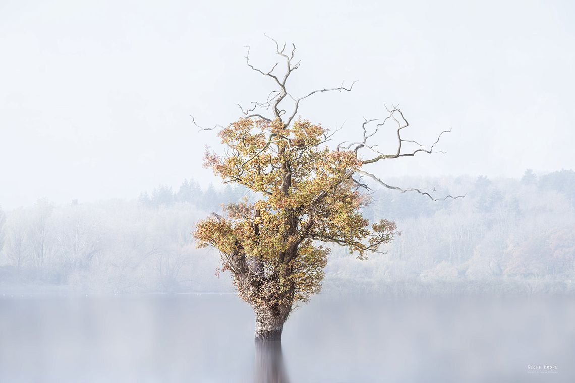 The Flooded Tree