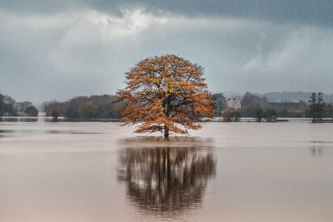 Oak of Carrington