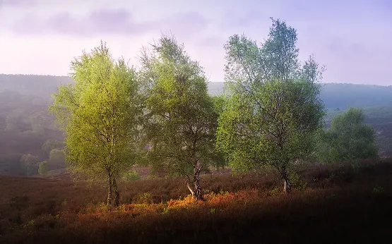 Oblique Landscape