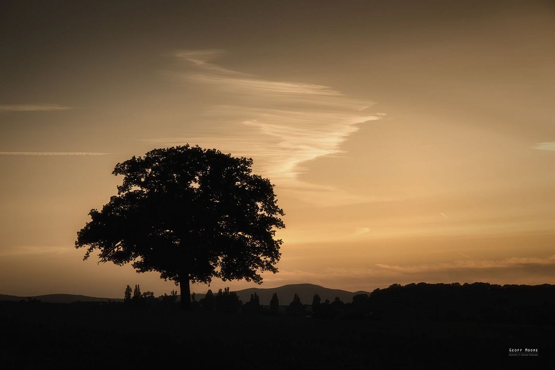 Smoking Tree