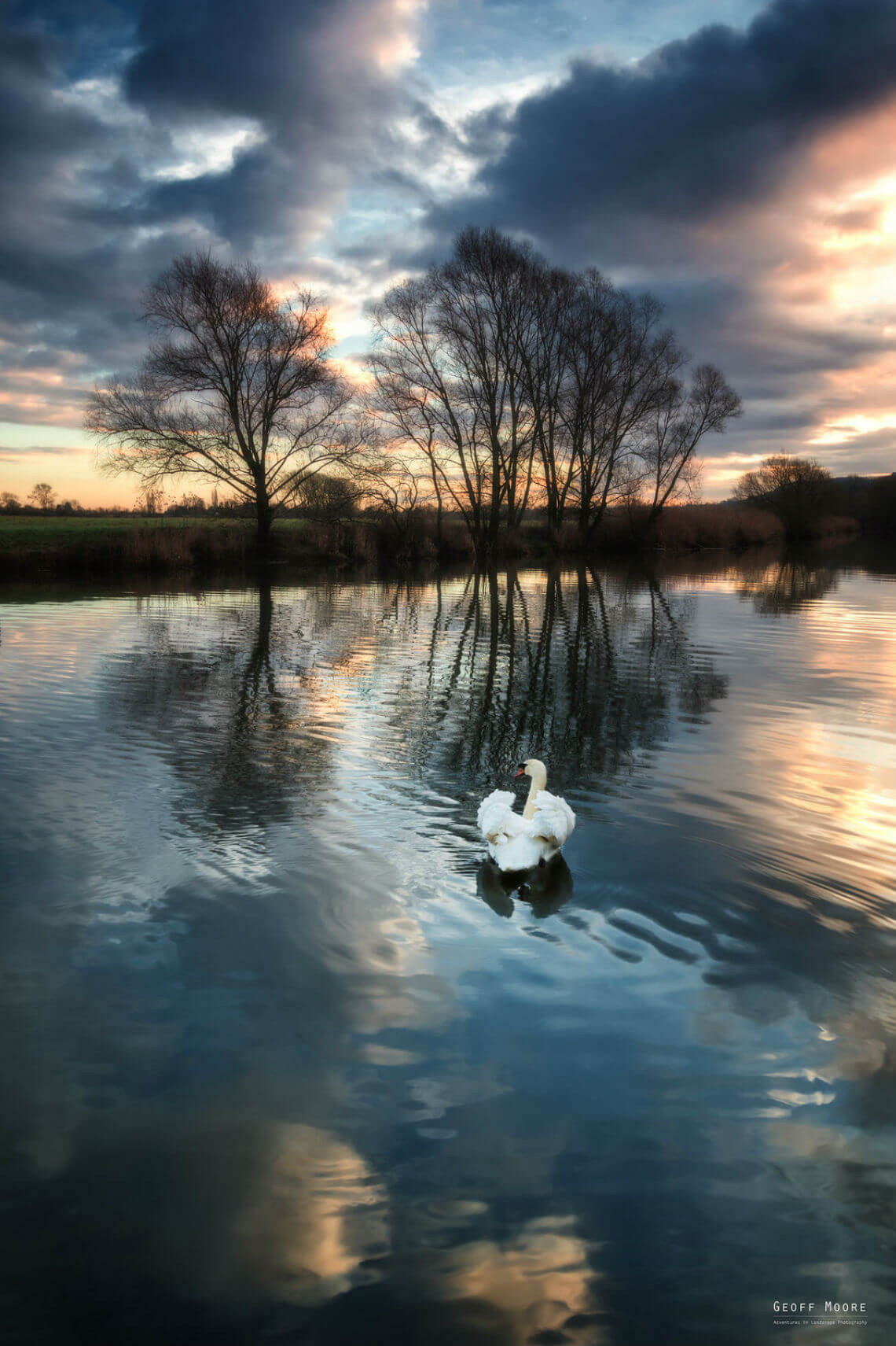 Swan Photobomb