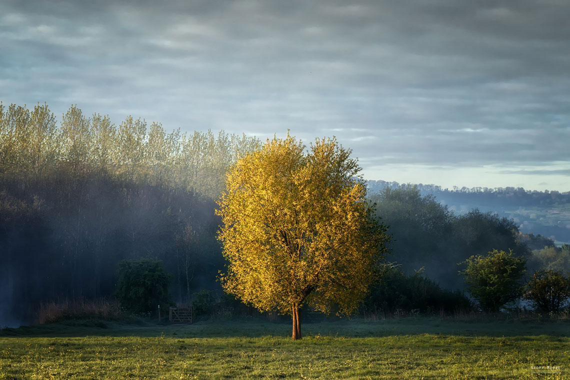 The Morning Tree