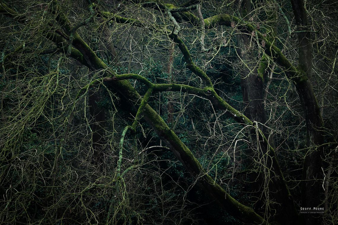 The Trees Have Eyes