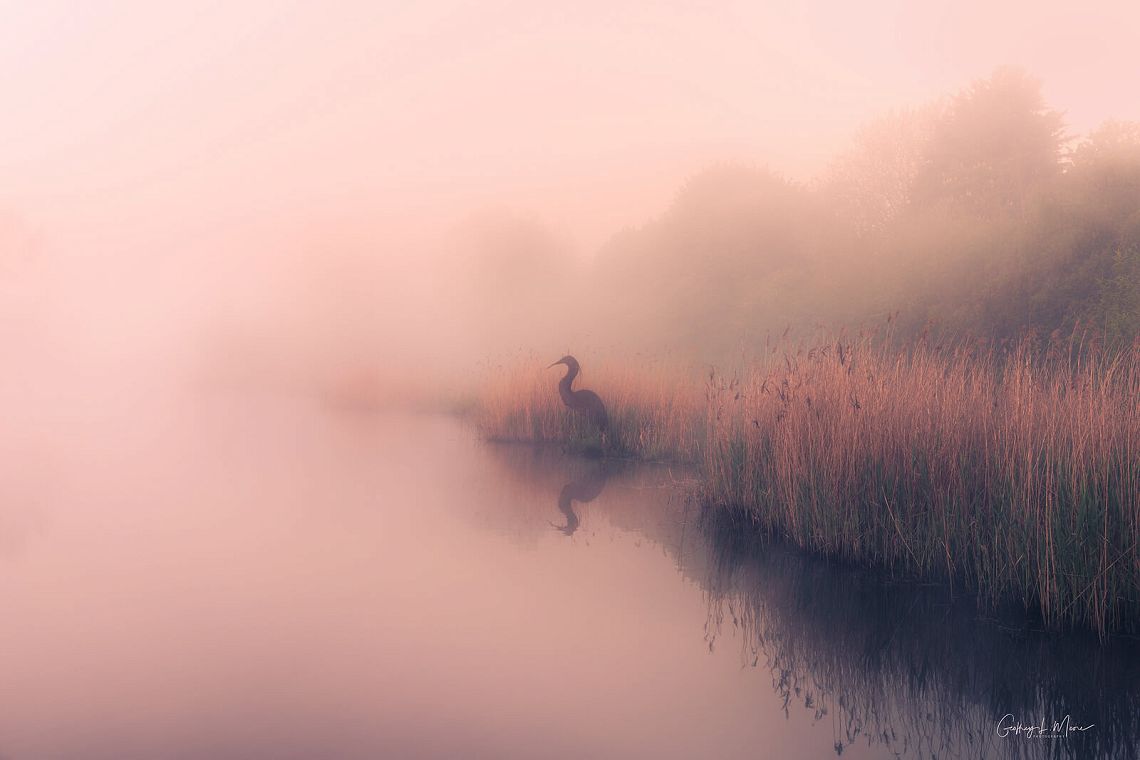 Willow Heron