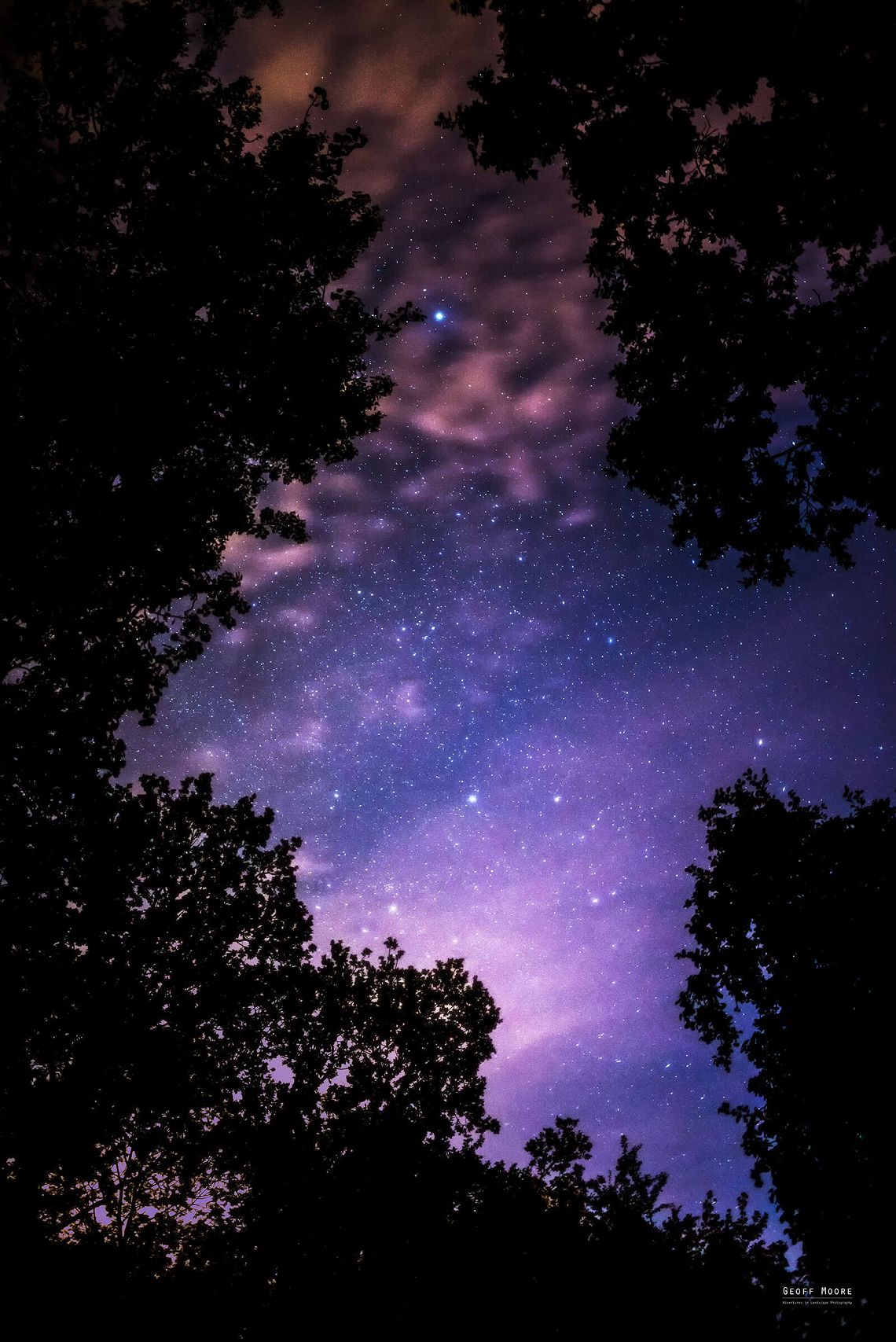 Interstellar Woodland