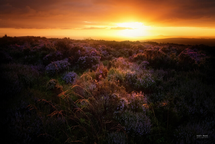 Heather & Sunrise Photography - Stiperstones - Landscape Photography