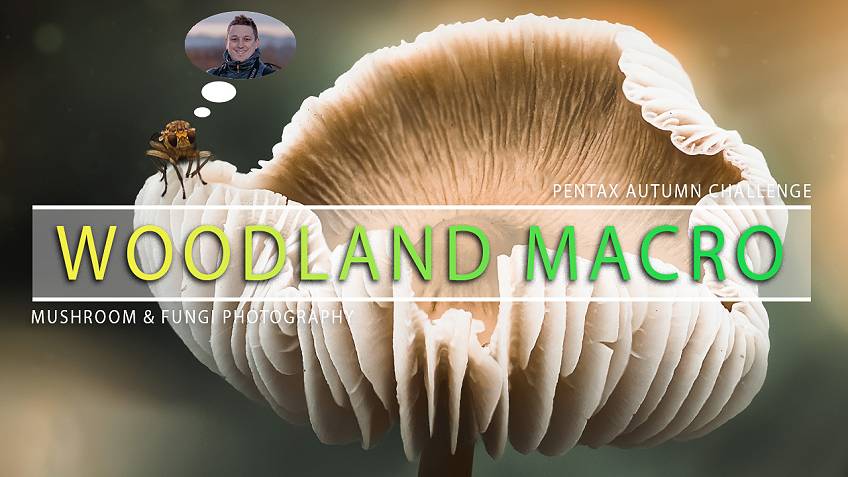 Woodland Fungi MACRO PHOTOGRAPHY