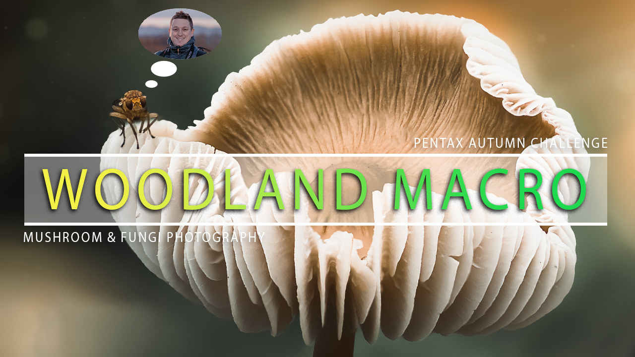 Woodland Fungi MACRO PHOTOGRAPHY