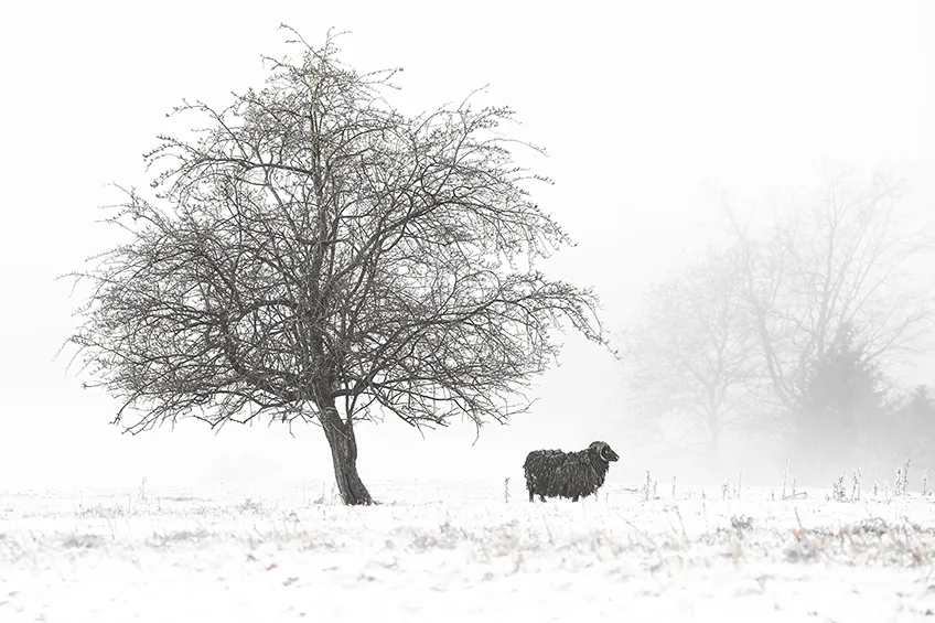 Black Sheep, Abberley, Worcestershire &ndash; fine art print from the Pershore Plum Festival 2026 exhibition