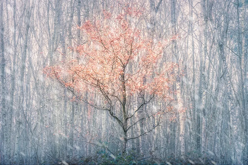 Forget Me Not, Tiddesley Wood, Pershore &ndash; fine art print from the Pershore Plum Festival 2026 exhibition
