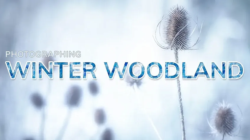 Photographing the winter woodland