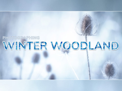 Photographing the winter woodland