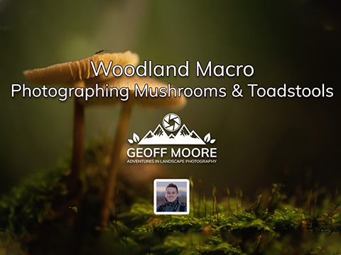 Woodland Macro Photography